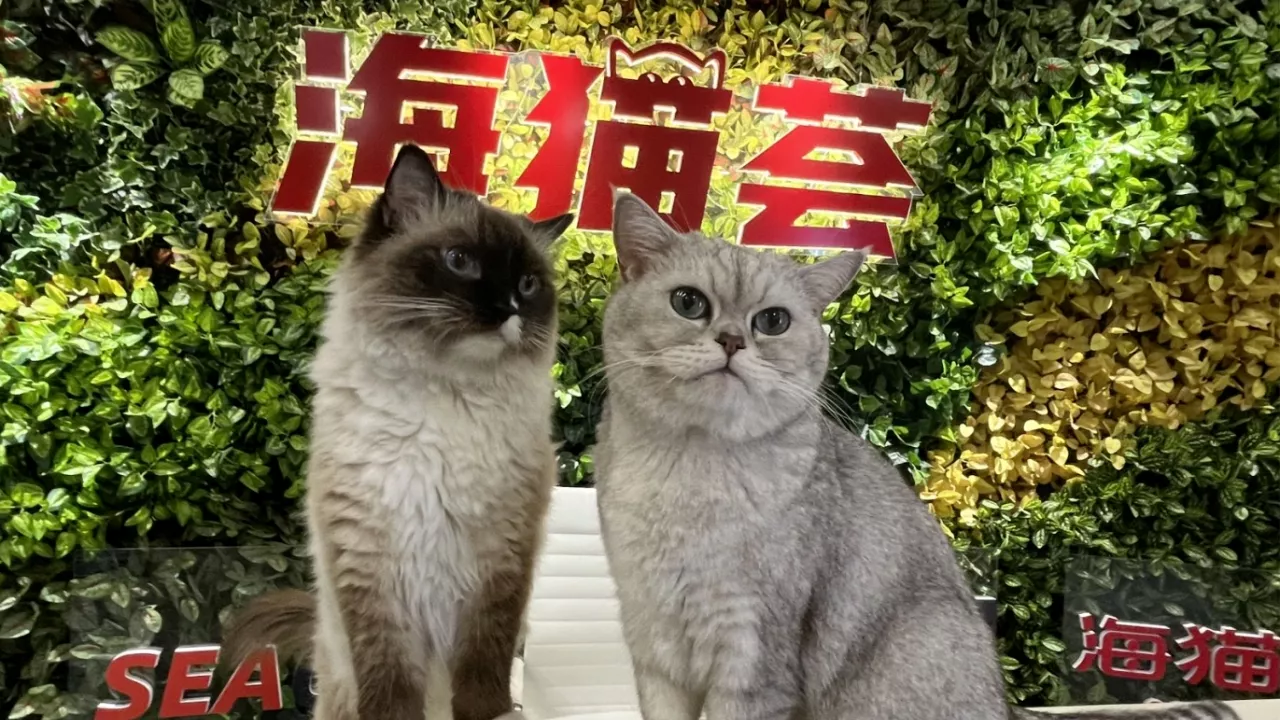 海猫荟的猫